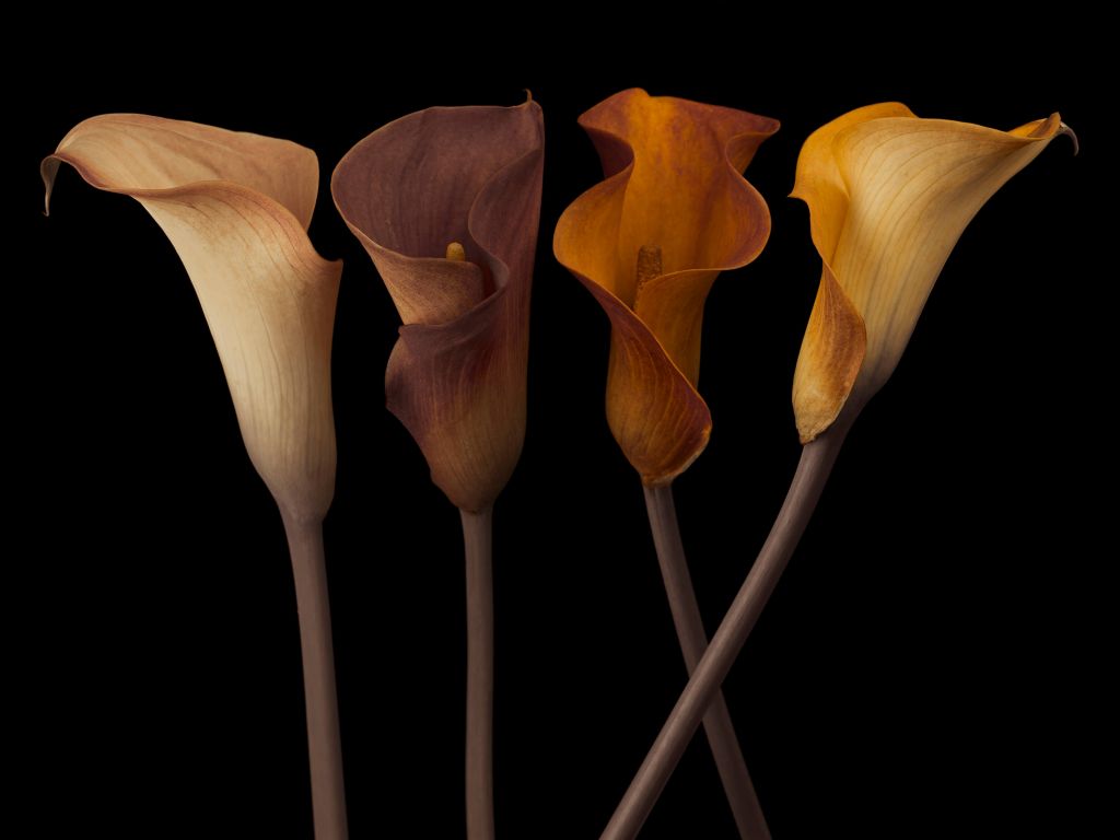 Calla Lilies