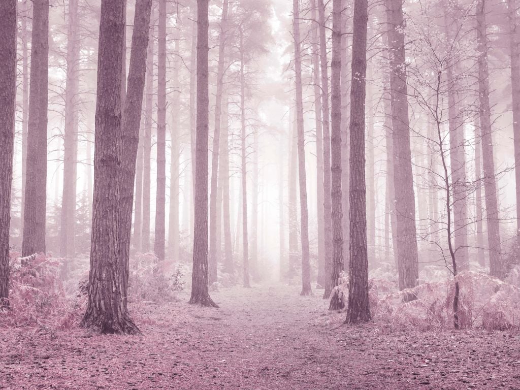 Trees in the Mist