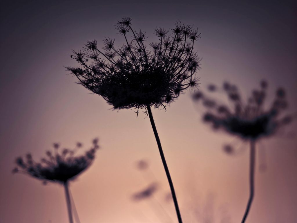 Silhouette of flowers