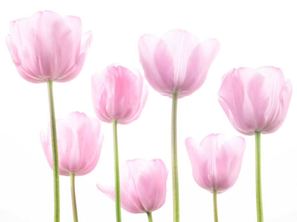 Pink Tulips