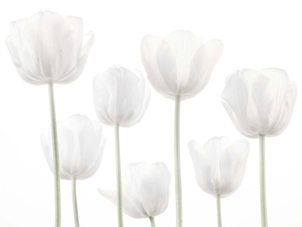 White Tulips