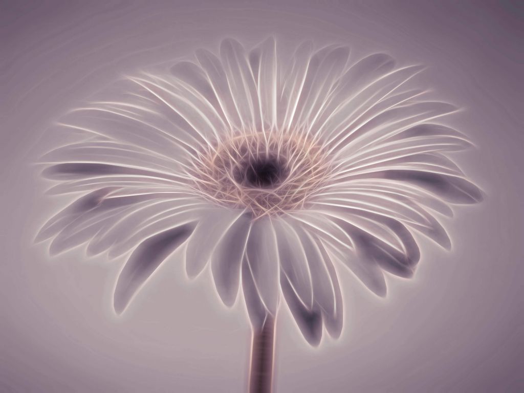 Gerbera flower