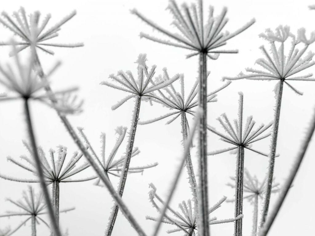 Frozen flowers