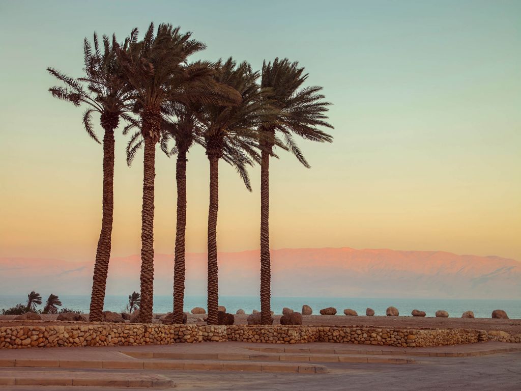 Palm trees at sunset