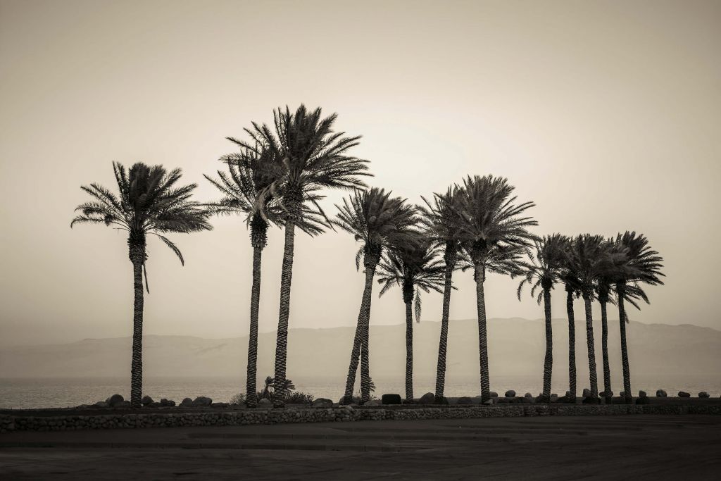 Palm trees black and white
