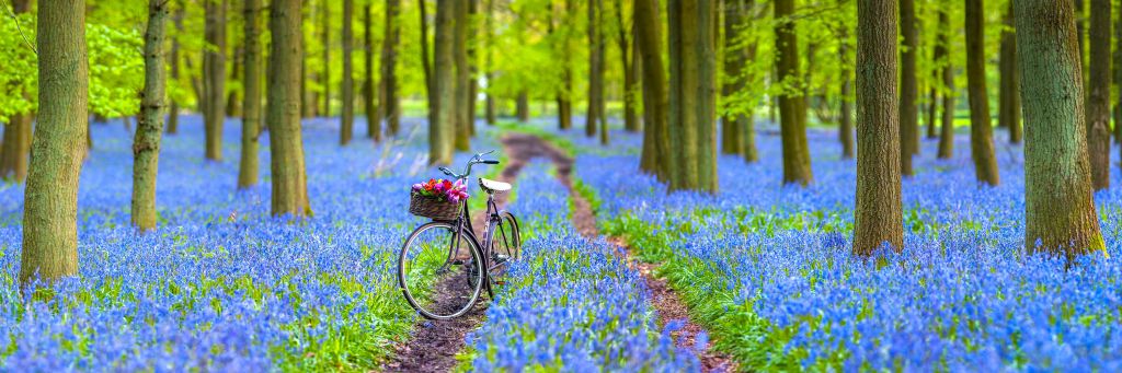 Bicycle in the forest