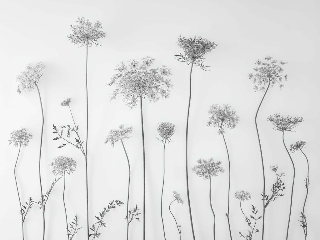 Cow parsley in black and white