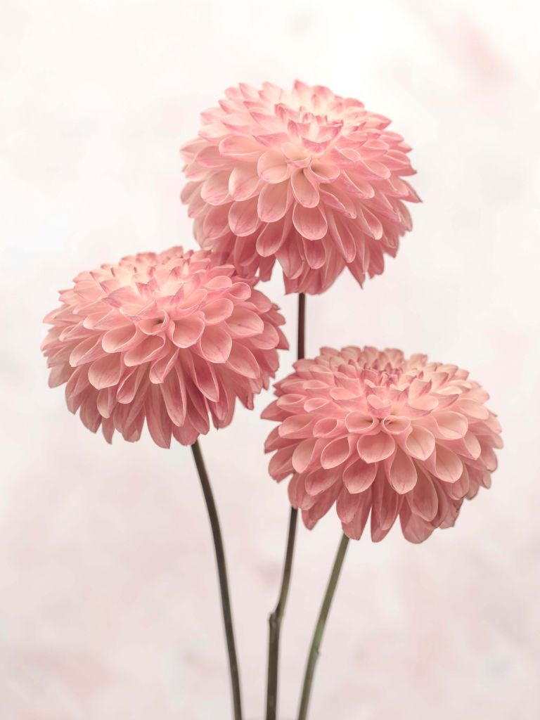 Pink dahlias