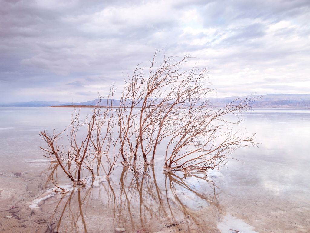 Branches in the Dead Sea