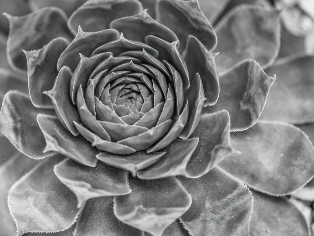 Close-up succulent