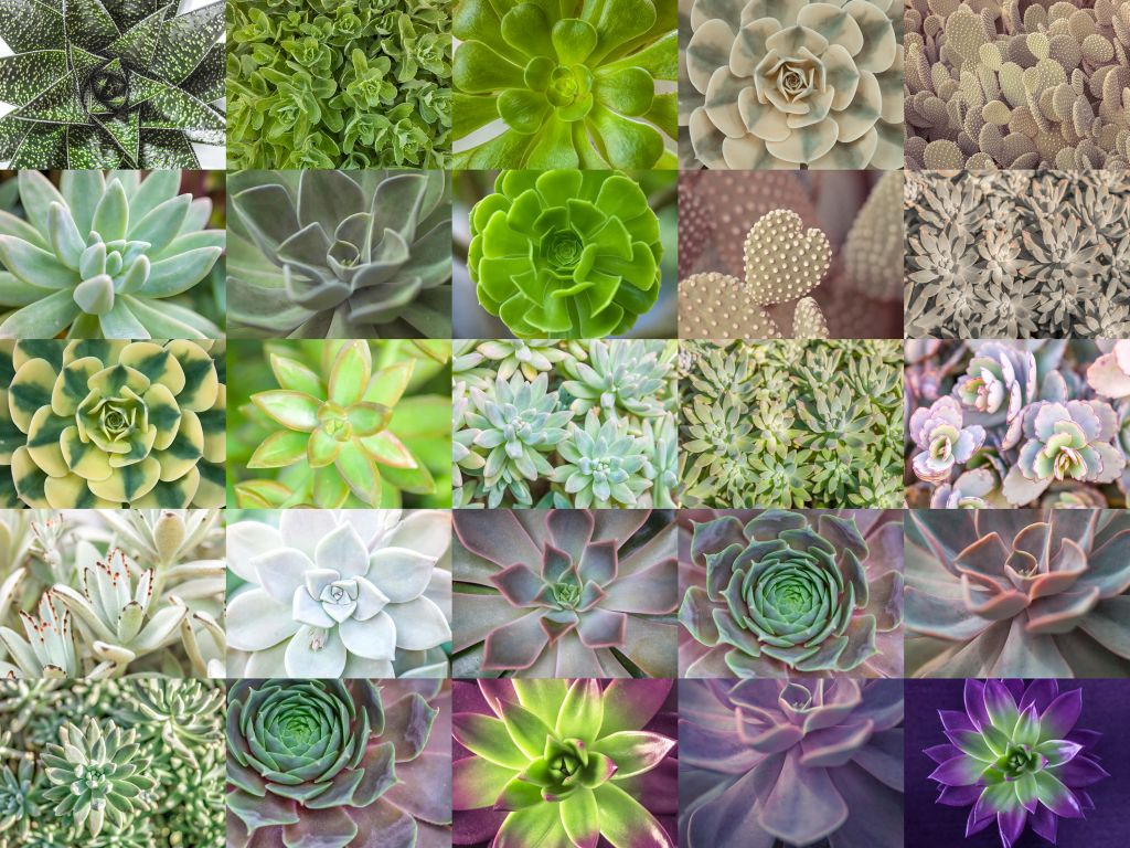 Different succulents