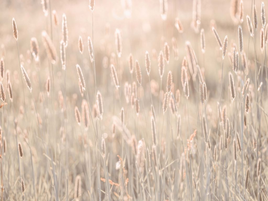 Meadow during the sunset