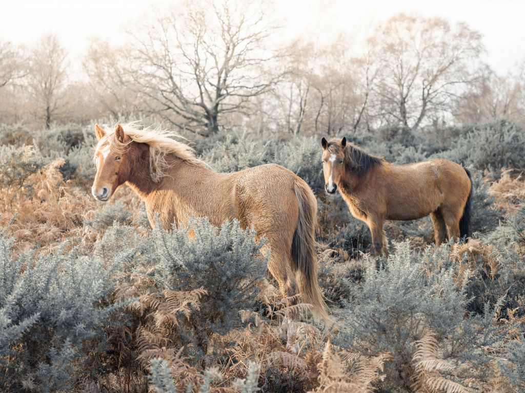 Wild Horses