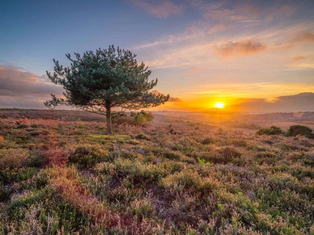 Sunset on the heath