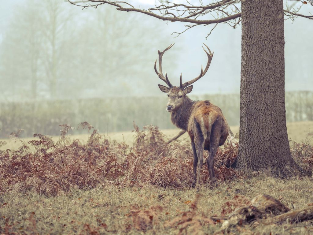 Deer in the fog