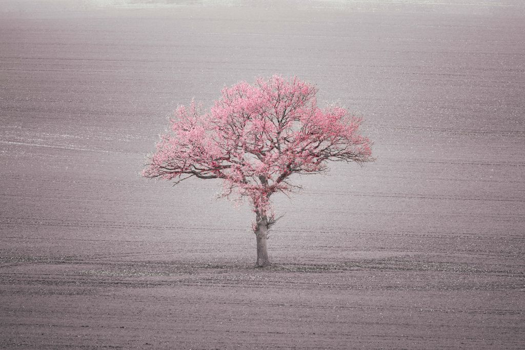 Pink leaves