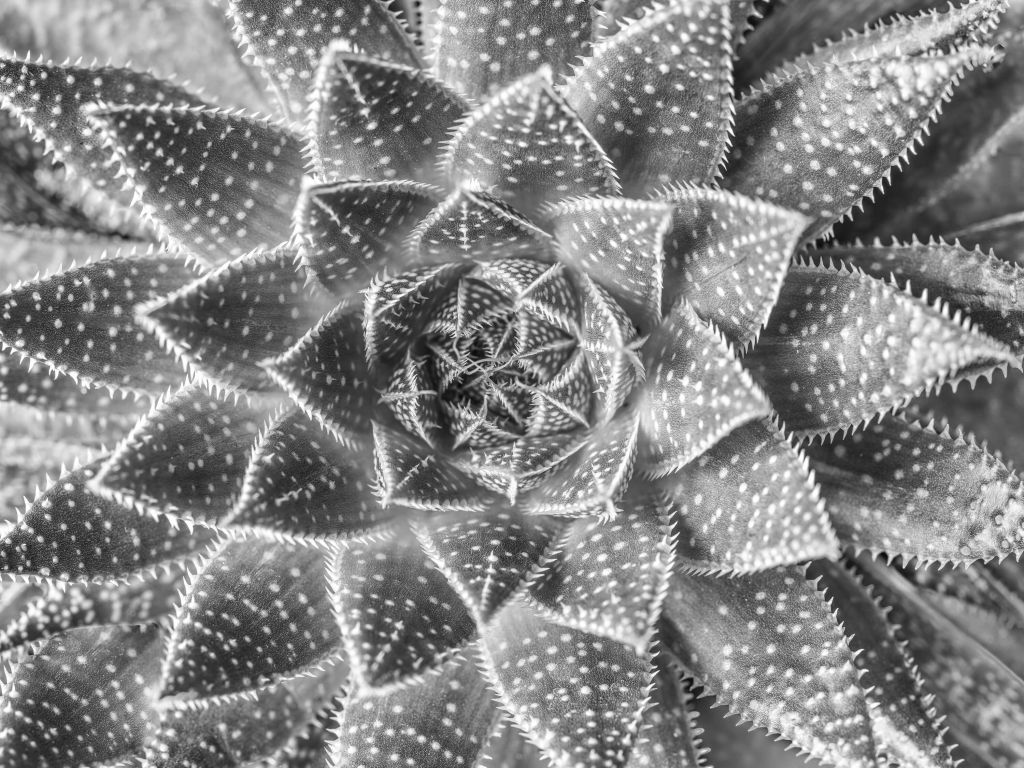 Succulent in black and white