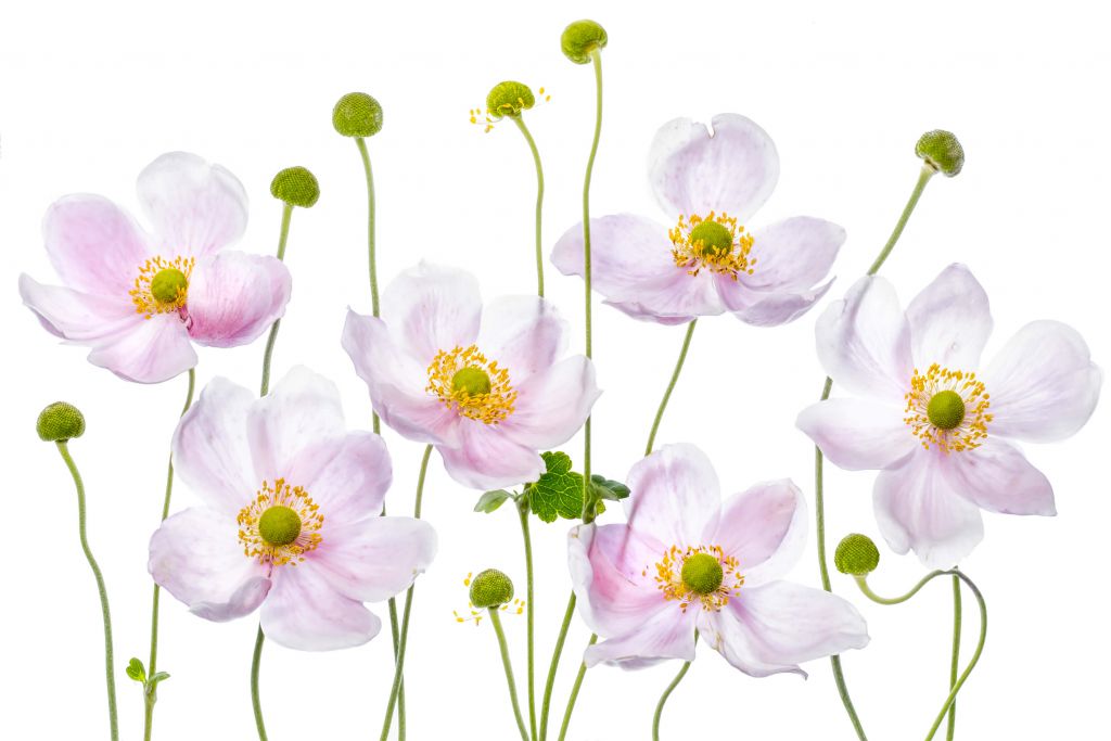 Japanese Anemones