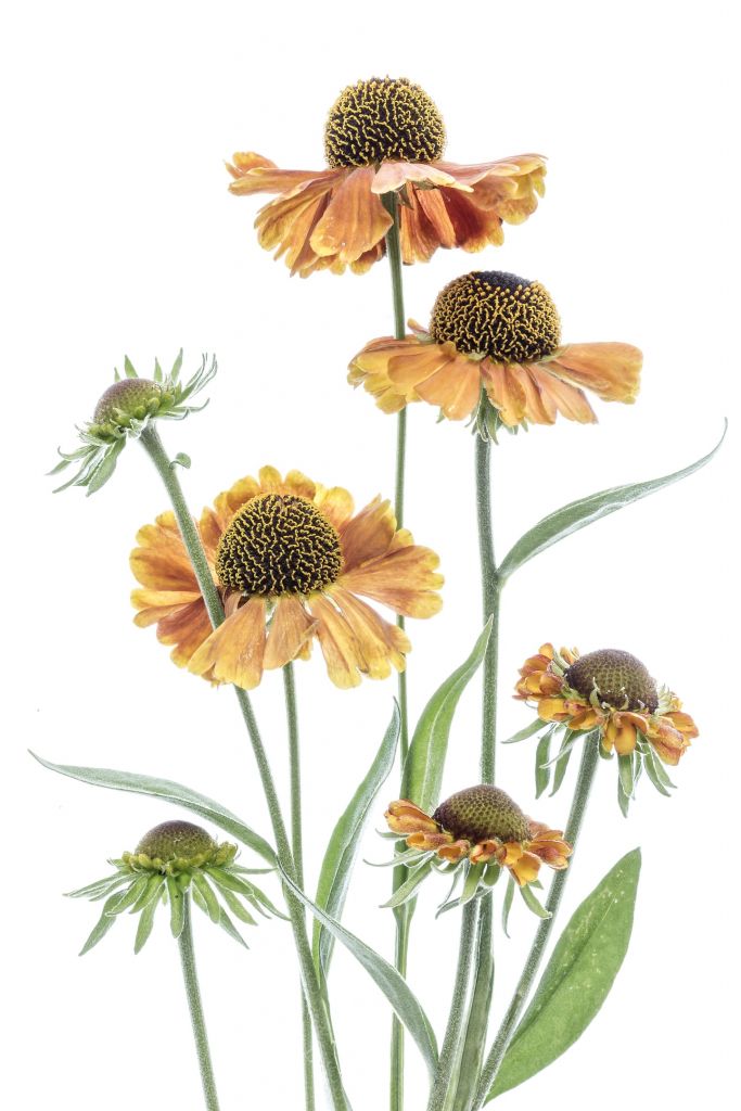 Yellow Helenium