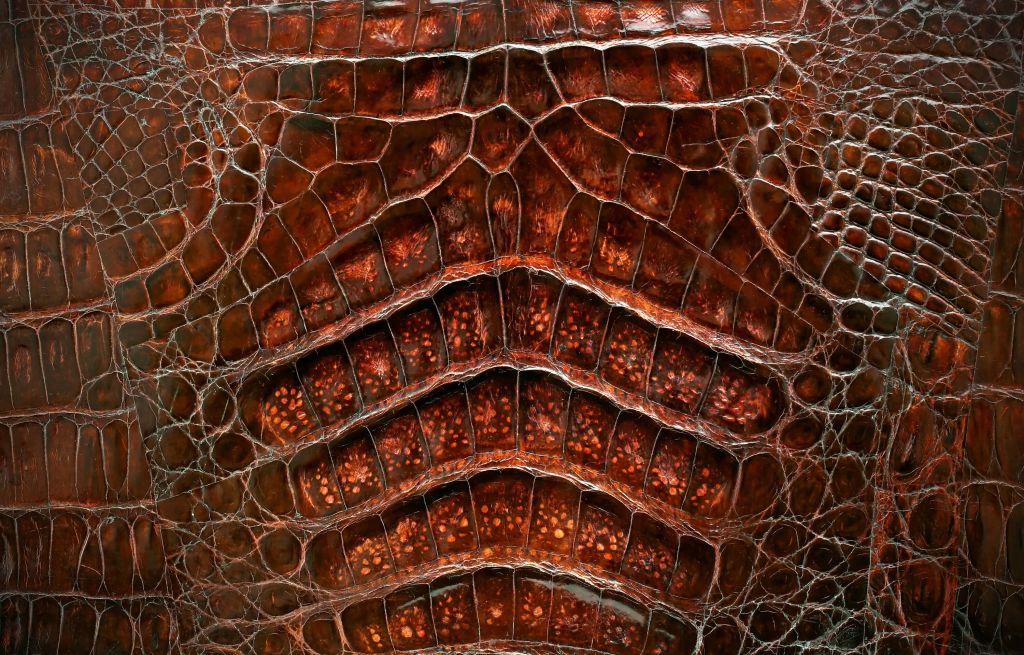 Crocodile skin texture