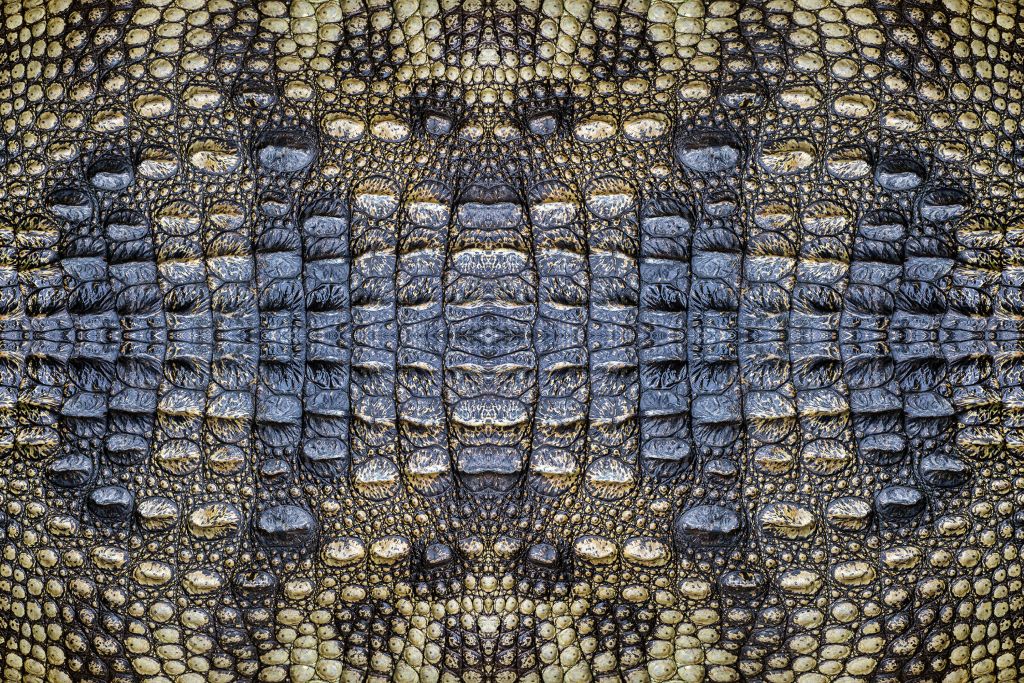 Crocodile Skin