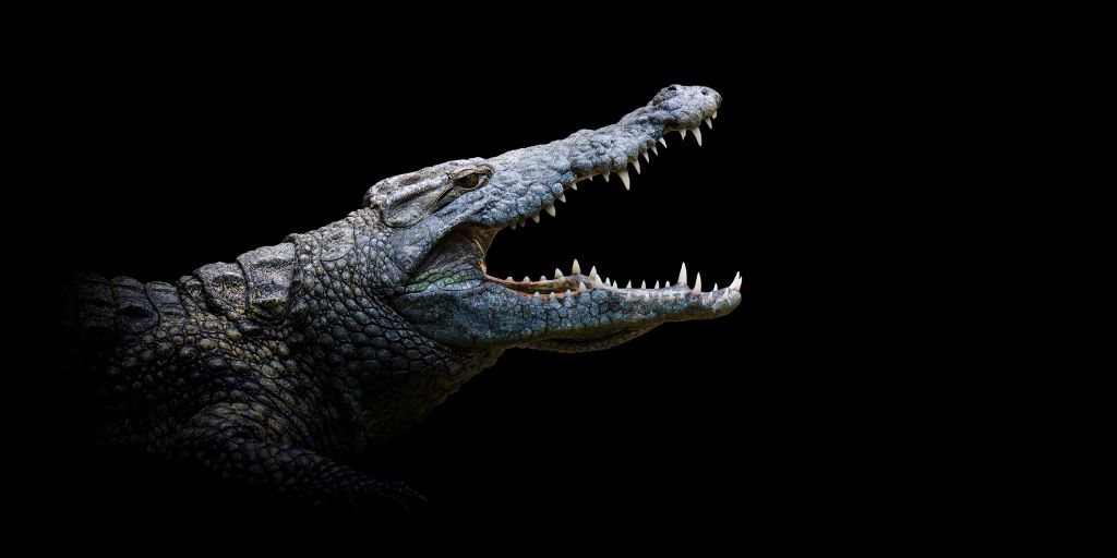 Close-up crocodile