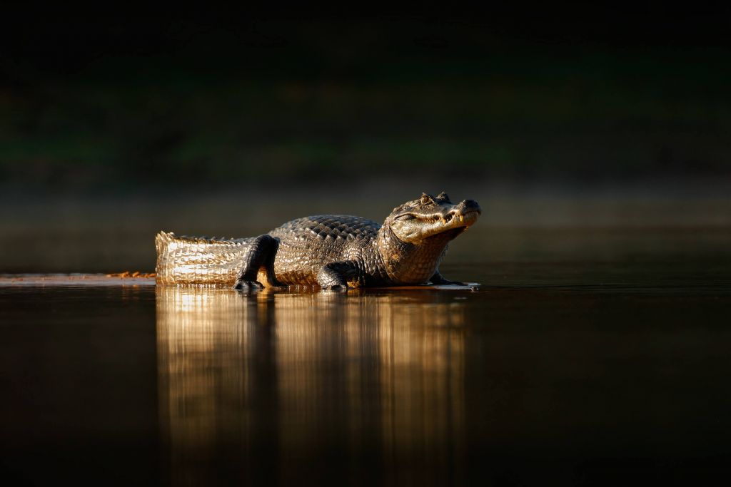 Crocodile in the Evening Sun
