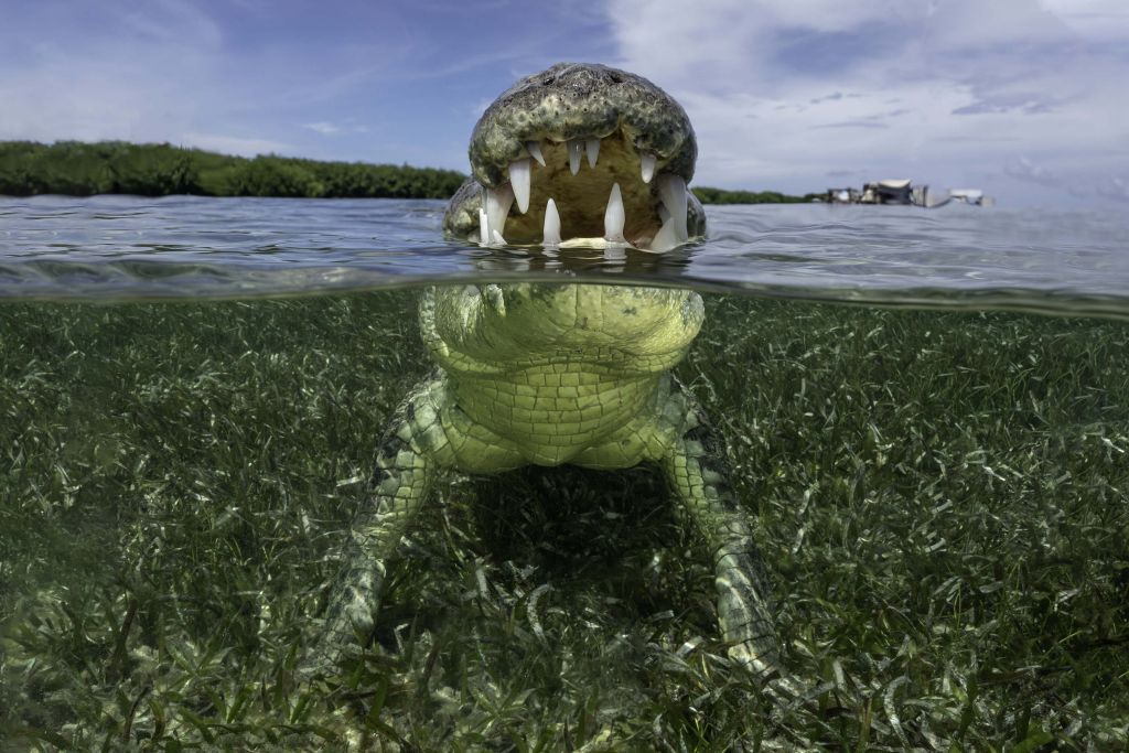 Crocodile in the Water