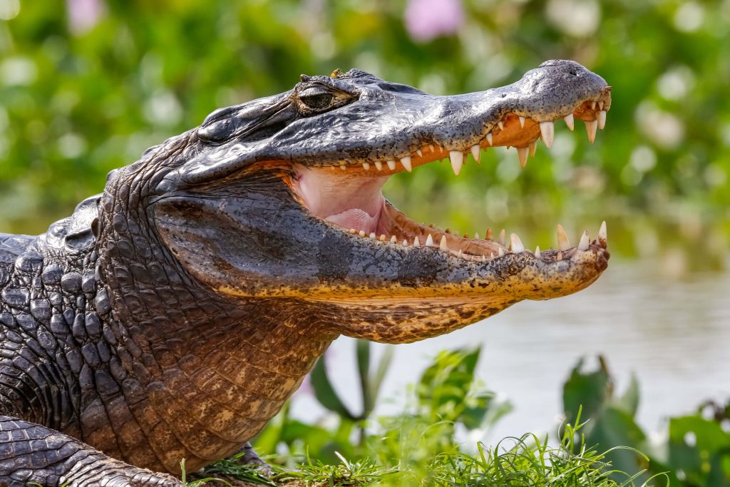 Crocodile with Focus