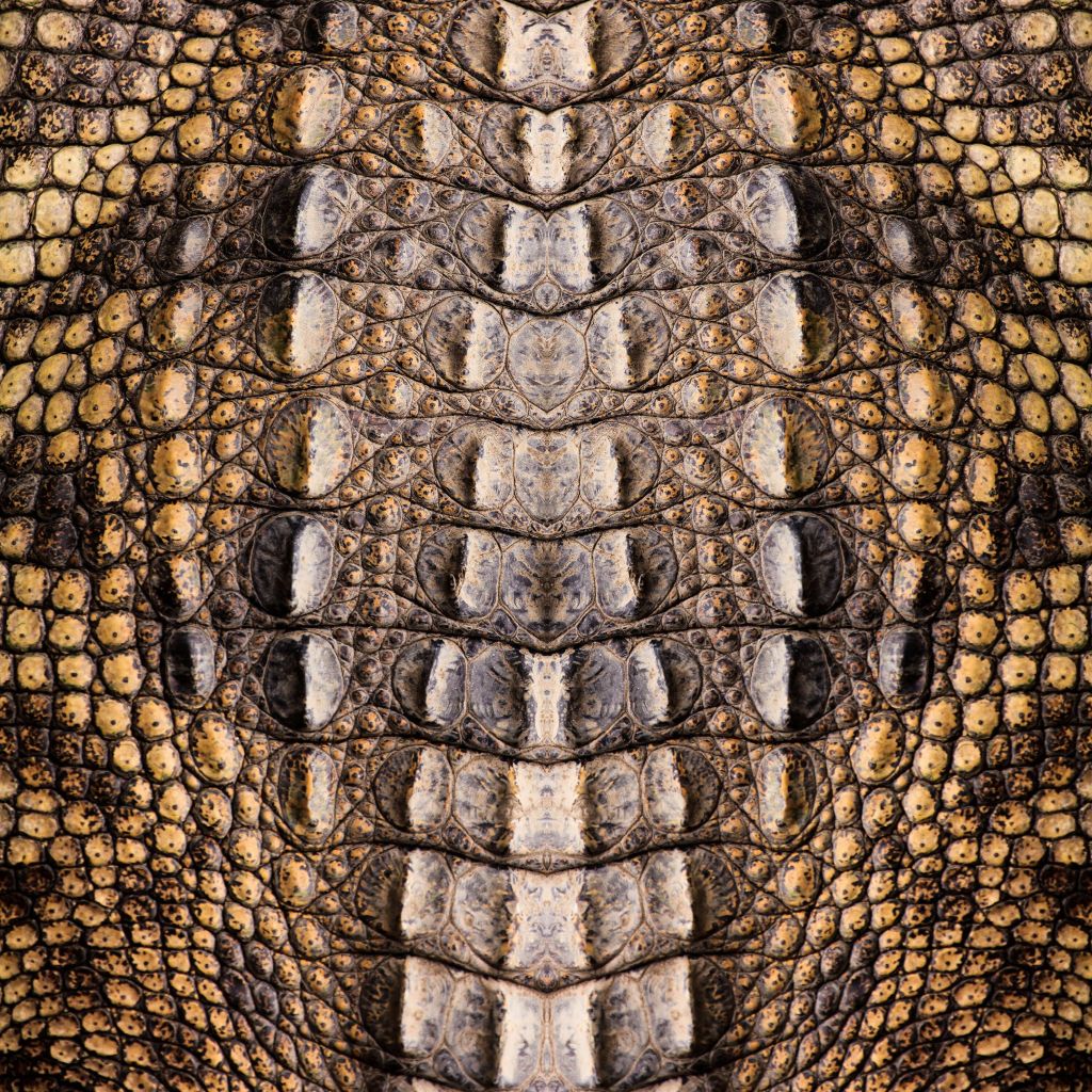 Crocodile Texture