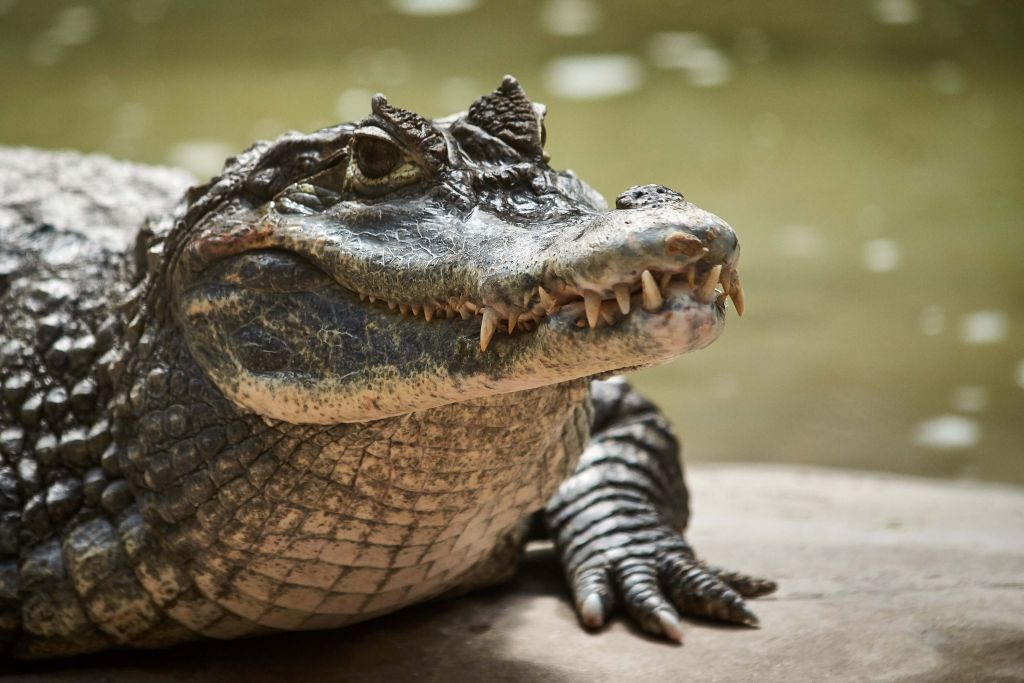 Young crocodile near a lake
