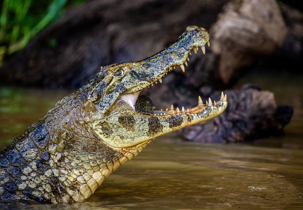 Crocodile in Action