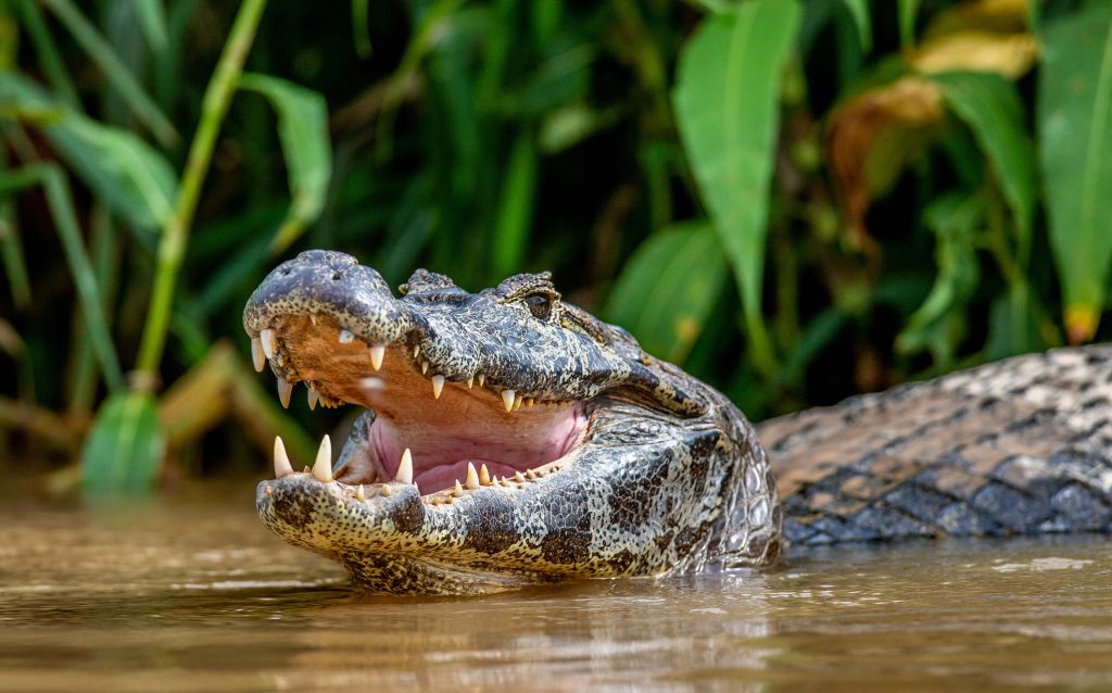 Crocodile in Lake