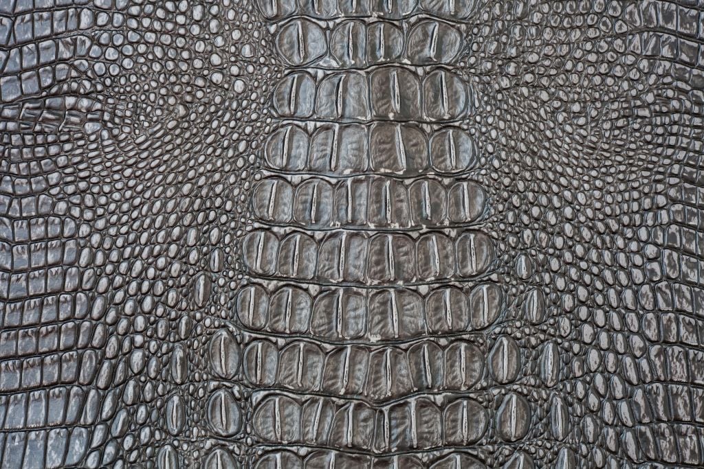 Texture crocodile skin