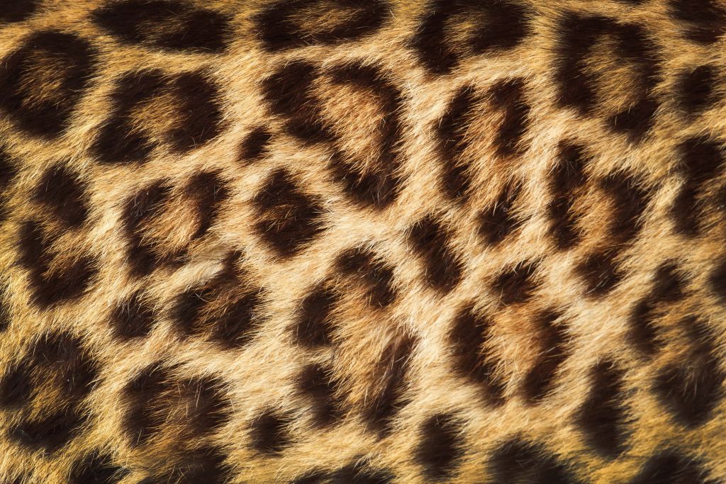 Panther coat