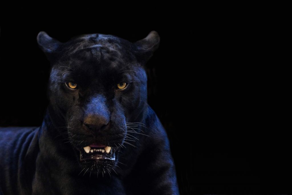 Close-up panther