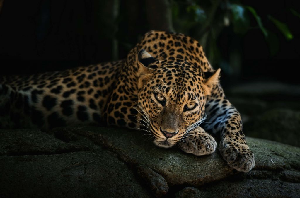 Panther in forest