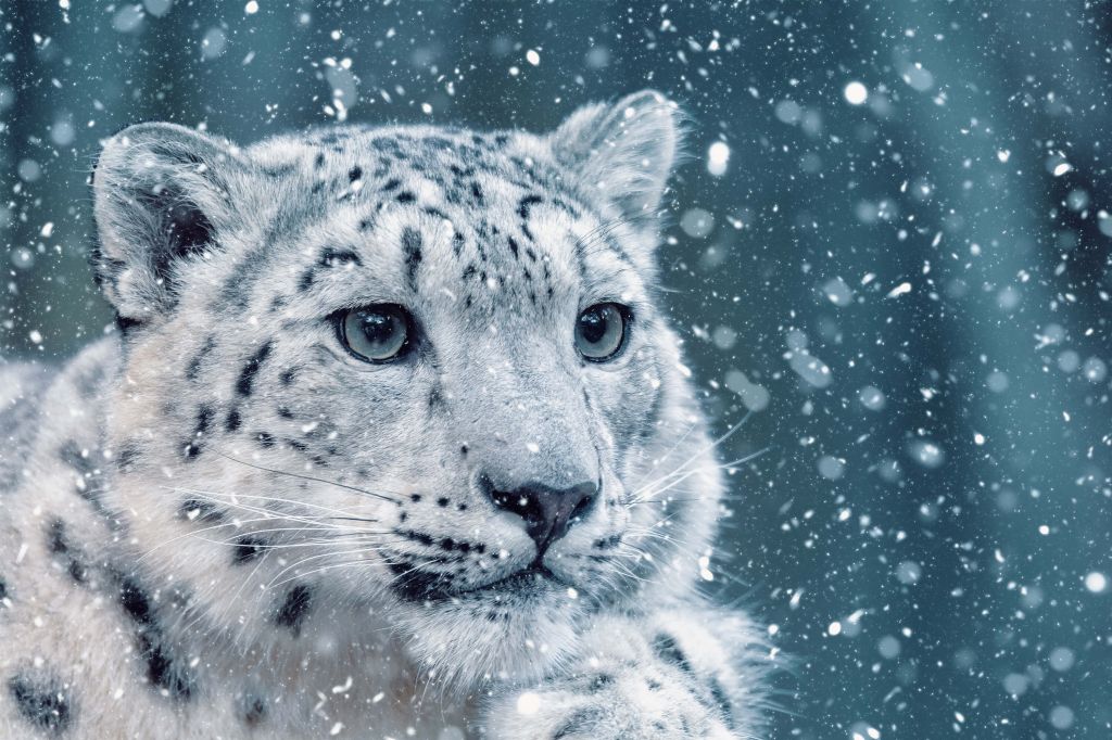 Snow leopard