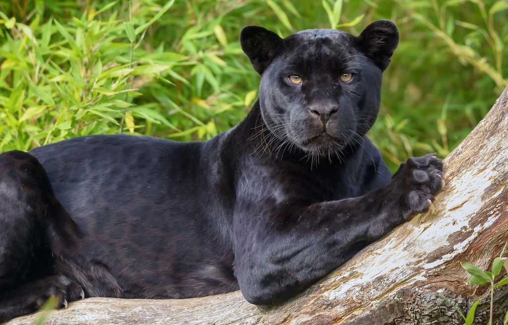Black panther on a tree