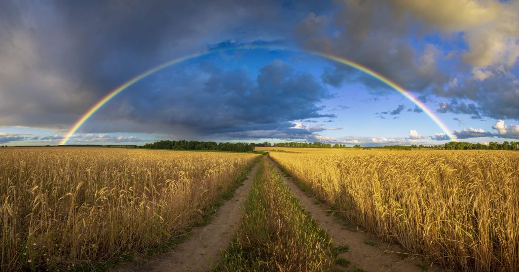 Rainbow over a wheat field