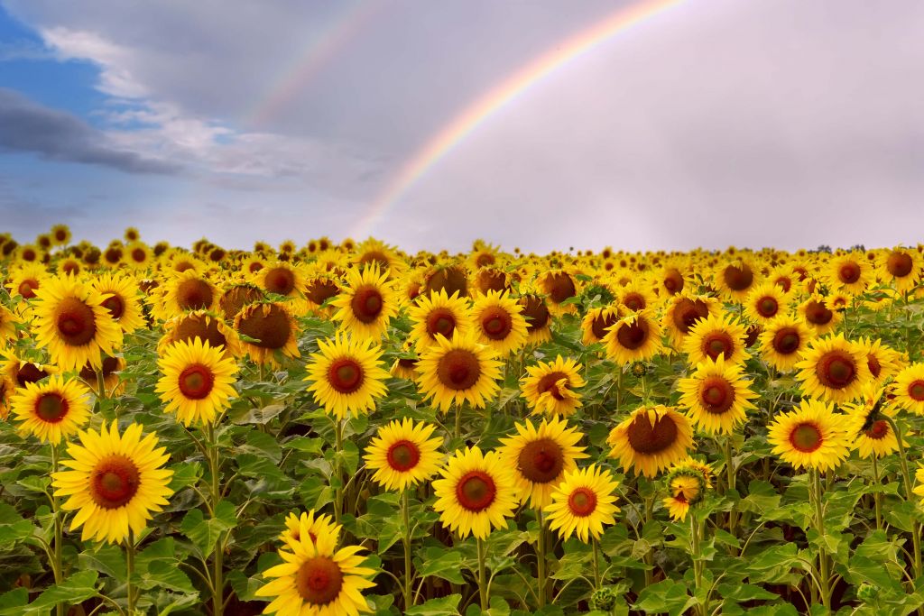 Field of sunflowers