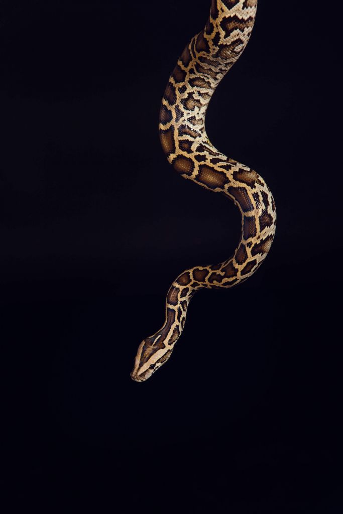 Tiger python