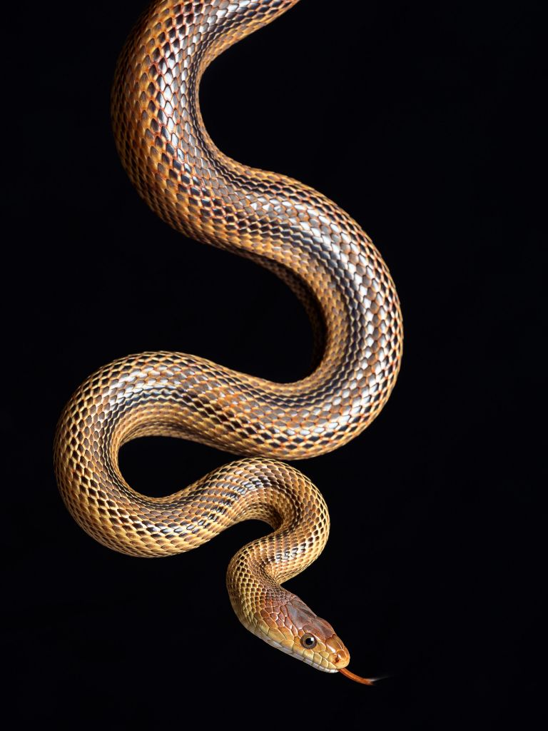 Step snake