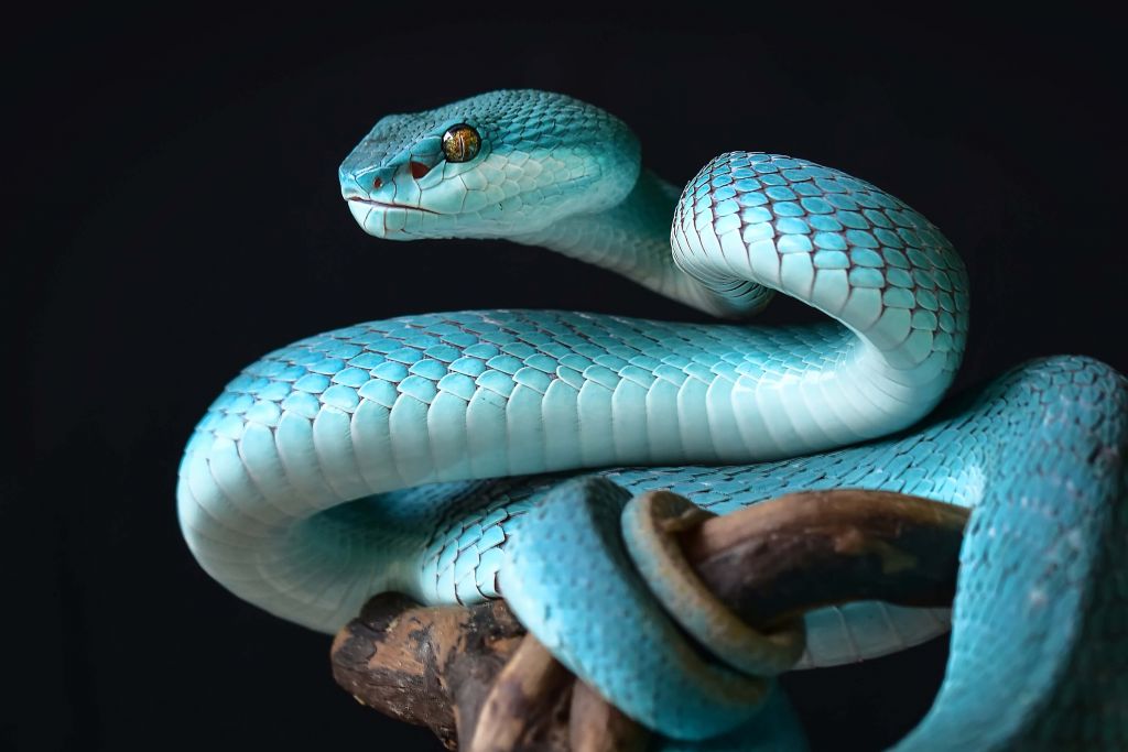 Blue Insular Snake