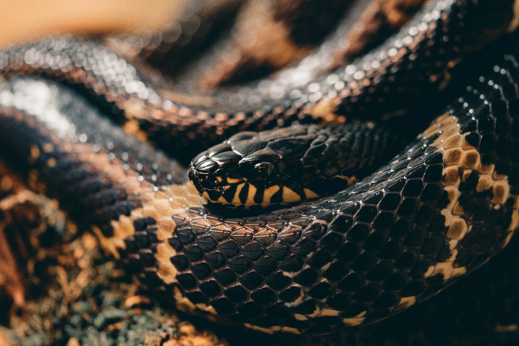 Close-up snake