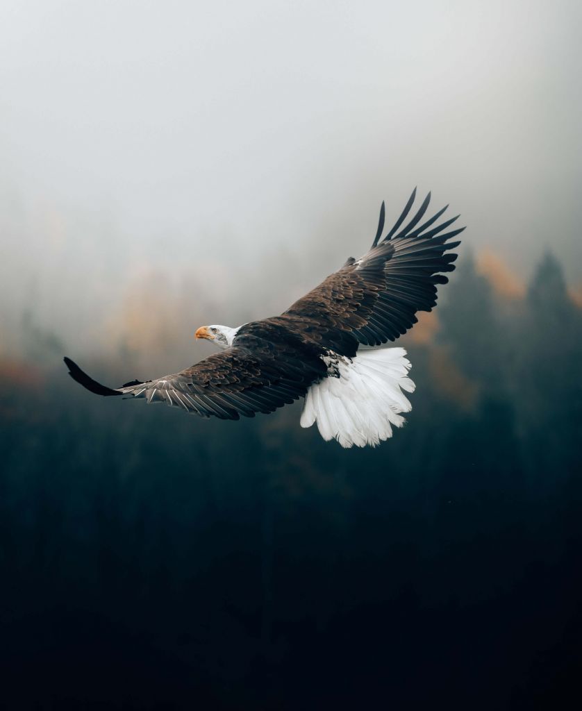 Bald eagle above the forest