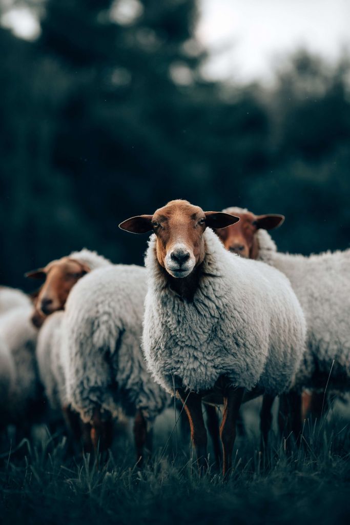 Sheep in the evening