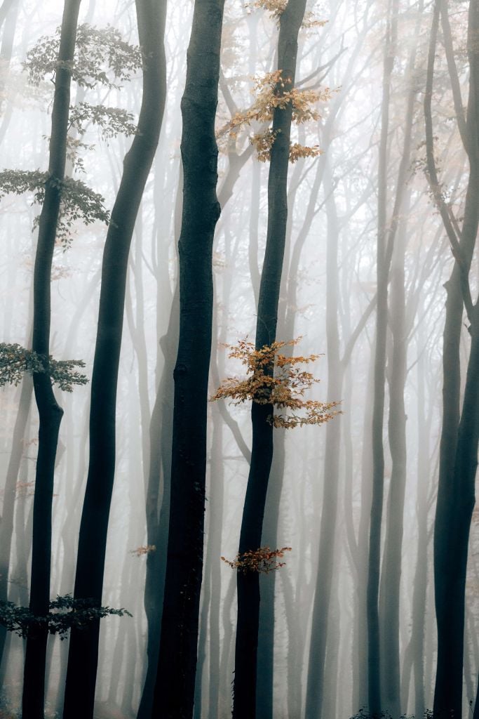 Fog in the beech forest