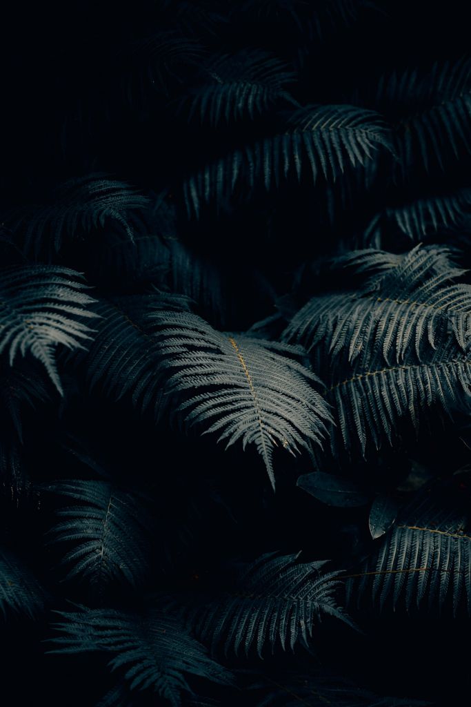 Atmospheric ferns