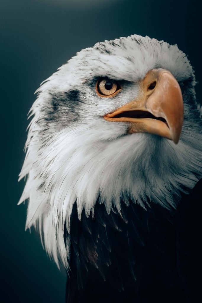 Gazing Bald Eagle